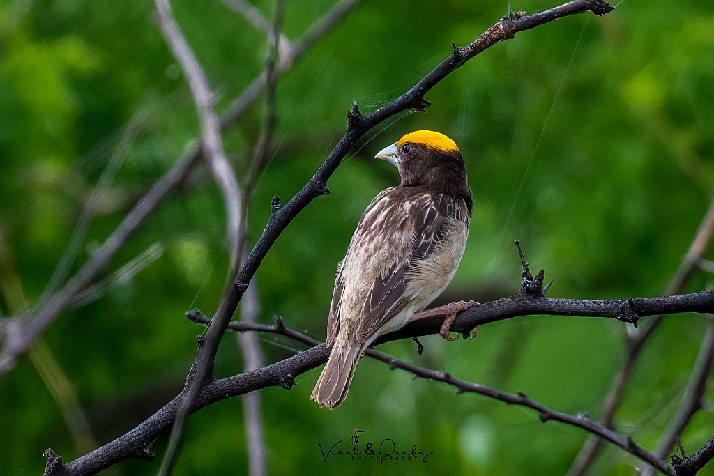 Black-breasted Weaver